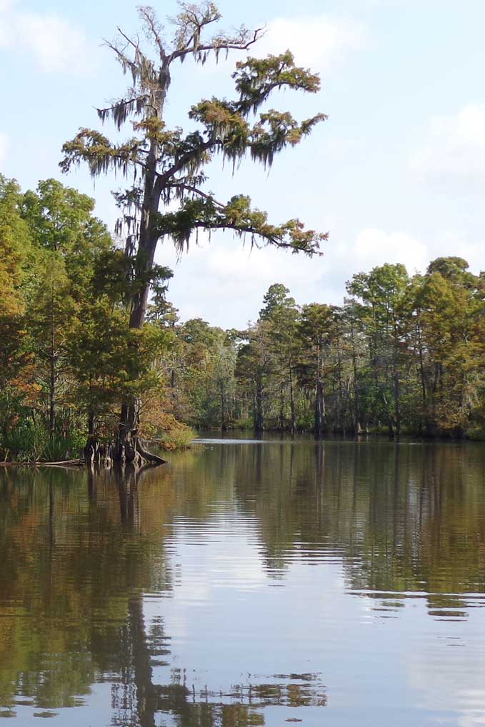 Big Cypress Tree