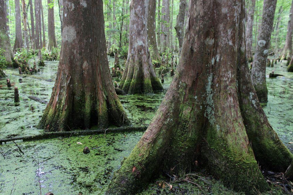 Cypress knees along the Cooks Lake to Scatterman route