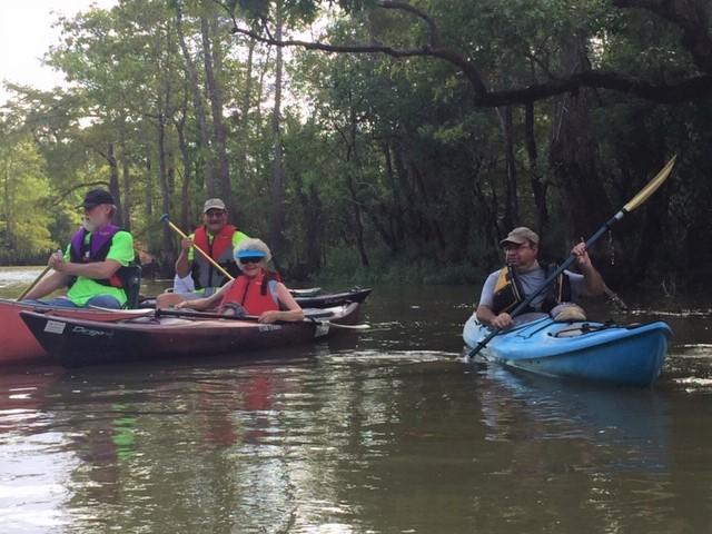 A group of paddlers moving through cypress trees