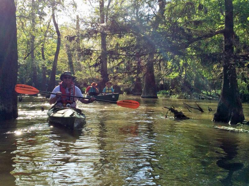 Kayakers paddling through a cypress-lined channel