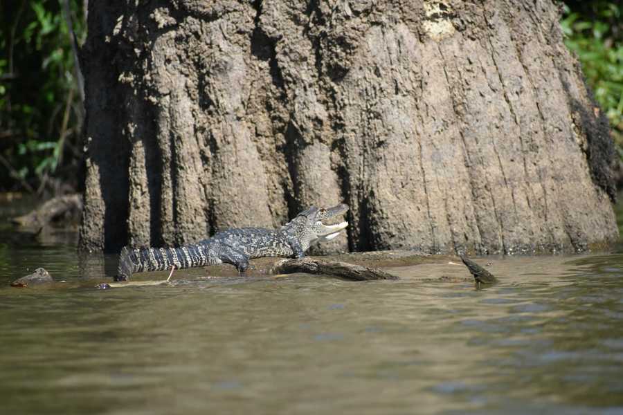 gator basking by Tara Nicole Bryant