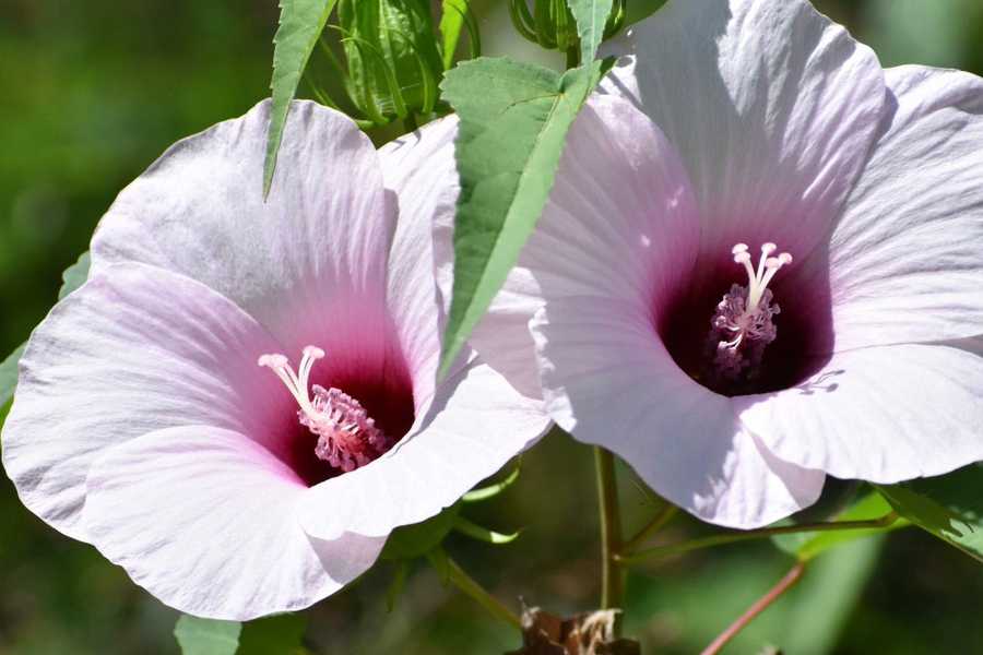 pink swamp mallow by Tara Nicole Bryant