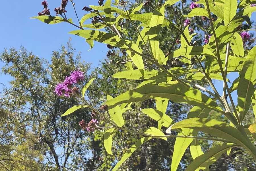 bush with pink flowers by Tara Nicole Bryant