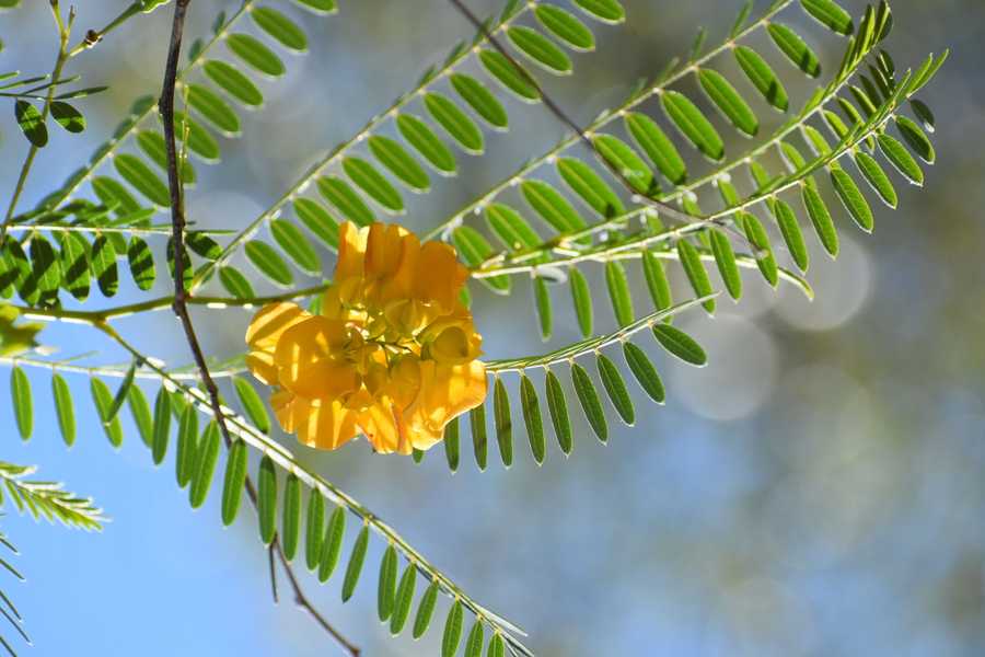 yellow flower by Tara Nicole Bryant