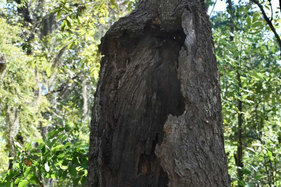 hollow stump by Tara Nicole Bryant